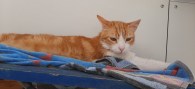 Rusty (1)